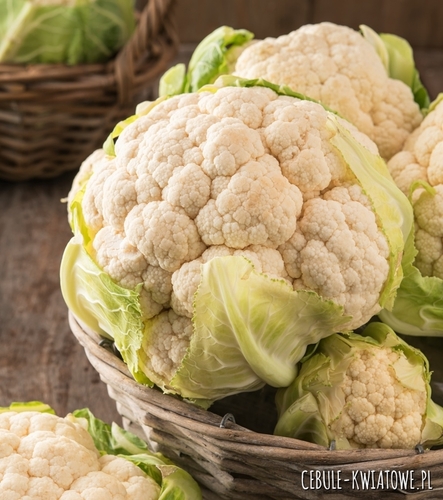 Kalafior Delta śr. późny biały wiosna jesień