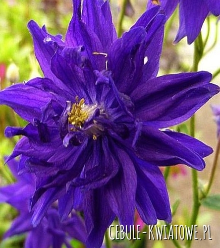 Orlik pełny Barlow Blue 1 szt.