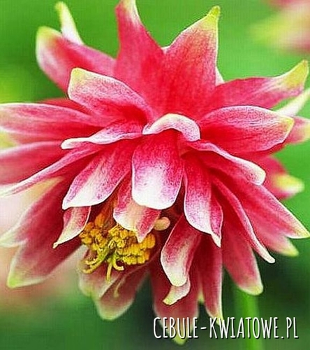 Orlik pełny Barlow Pink 1 szt.