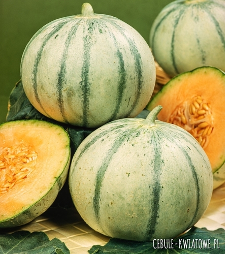 Melon Malaga F1 wczesny