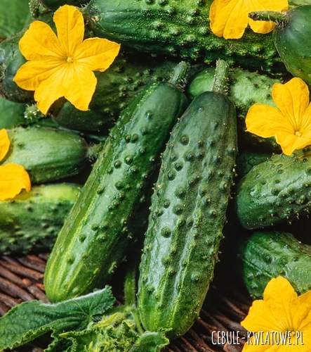 Ogórek Gruntowy Andrus F1 wczesny doskonały na przetwory