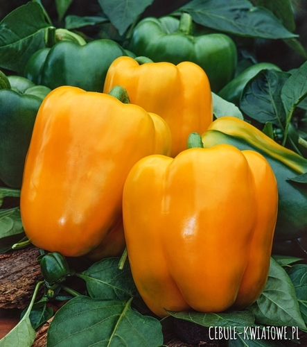 Papryka Etiuda duże owoce pomarańczowa
