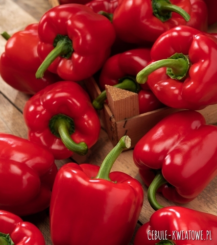 Papryka Jolanta śr. wczesna duża czerwona owoce typu "block"