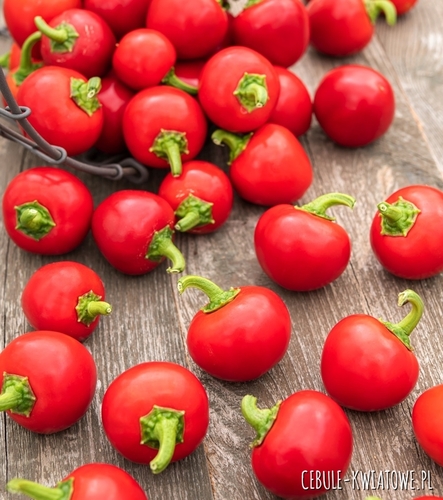 Papryka Koral b. ostra mała kulista idealna do donic