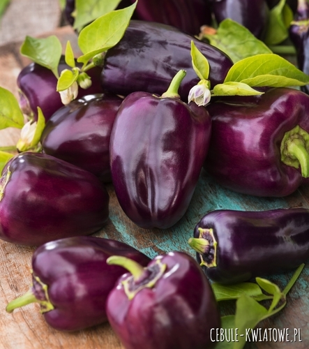 Papryka Nokturn śr. wczesna ciemnofioletowa pod osłony i do gruntu