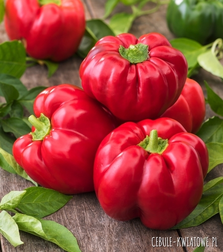 Papryka Oleńka wczesna spłaszczone żebrowane owoce