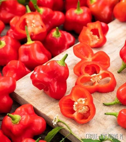 Papryka Ostra Okrasny Zvonek późna b. ostra