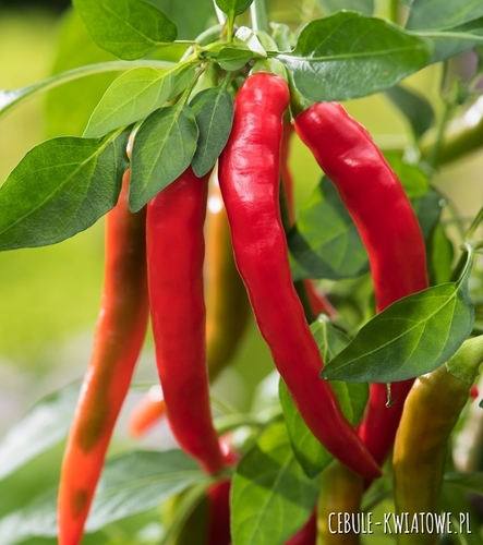 Papryka Redhorn b. plenna wczesna aromatyczna słodka