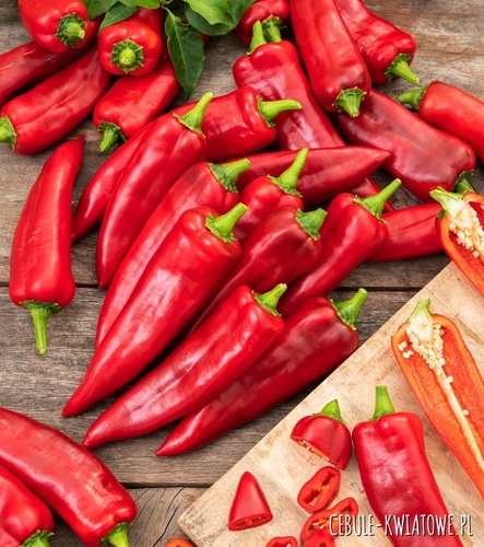 Papryka Rokita wczesna lekko ostry smak