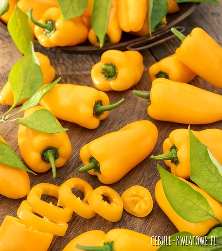 Papryka Telimena wczesna