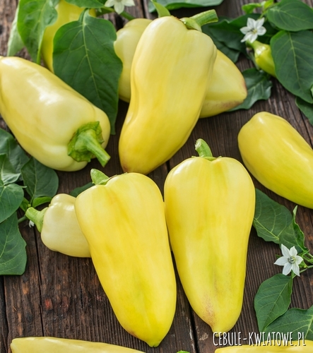 Papryka Zlata b. plenna śr. wczesna żółta