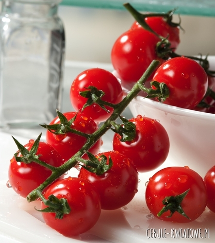 Pomidor Red Cherry śr. wczesny b. plenny do bezpośredniego spożycia
