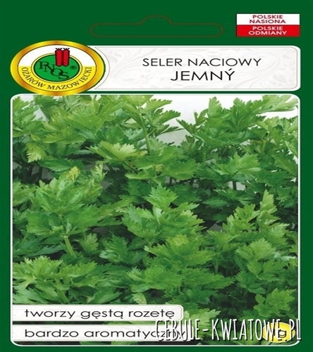 Seler Jemny b. aromatyczny tworzy gęstą rozetę