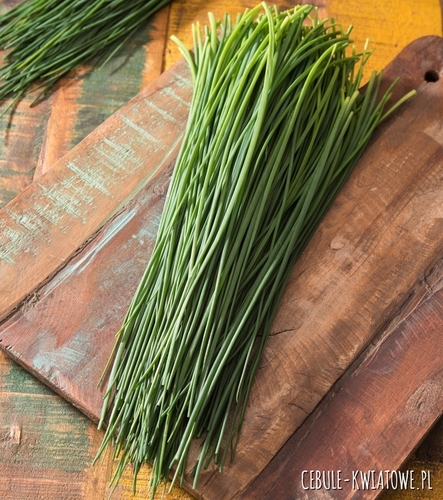 Szczypiorek Fortel b. plenny mrozoodporny