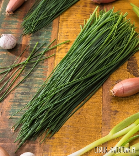 Szczypiorek Prazska wieloletni mrozoodporny