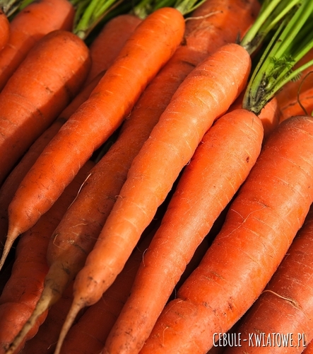 Marchew Jadalna Nantes 3 6m na taśmie śr. wczesna krucha delikatna