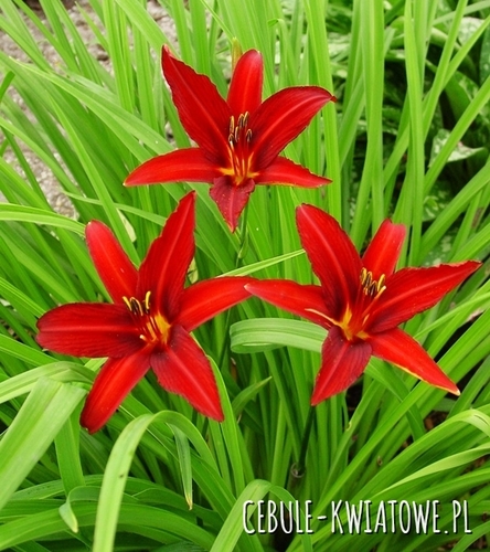 Liliowiec Crimson Pirate 1 szt.
