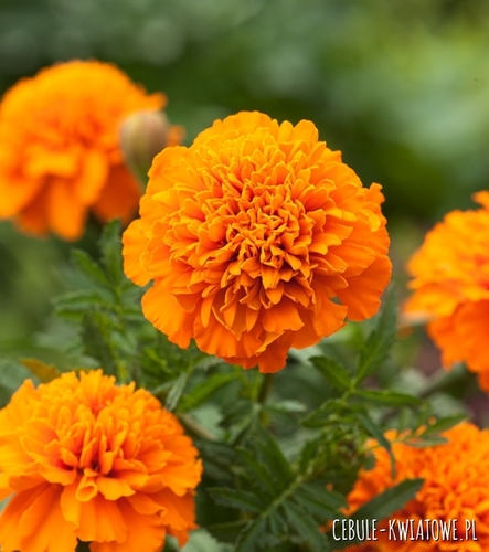 Aksamitka Pełna Niska Izolda brzoskwiniowo pomarańczowa jednoroczna na rabaty i balkony