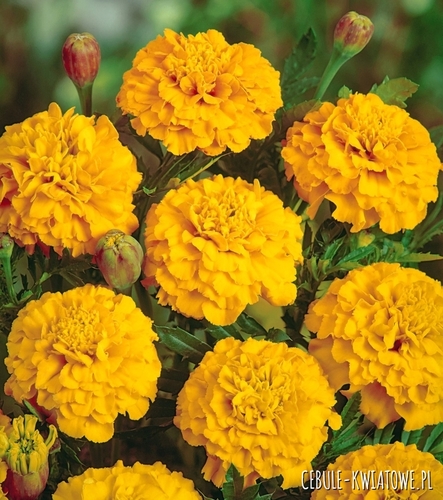 Aksamitka Pełna Niska Petite Gold złocistożółta karłowa jednoroczna długi okres kwitnienia