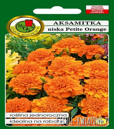 Aksamitka Pełna Niska Petite Orange pomarańczowa jednoroczna idealna na rabaty