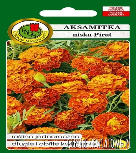 Aksamitka Pełna Niska Pirat miodowo-mahoniowa jednoroczna doskonała na balkony kwietniki i rabaty