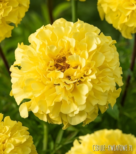 Aksamitka Pełna Wysoka Alaska jasnocytrynowa jednoroczna długi okres kwitnienia