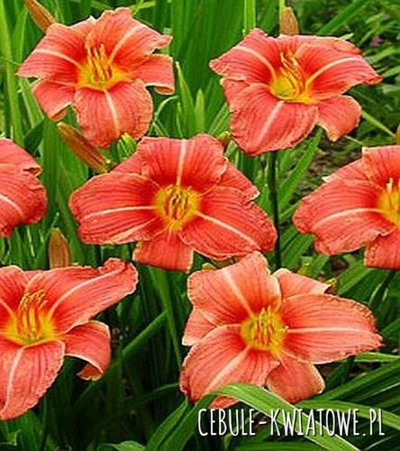 Liliowiec Hall's Pink 1 szt.