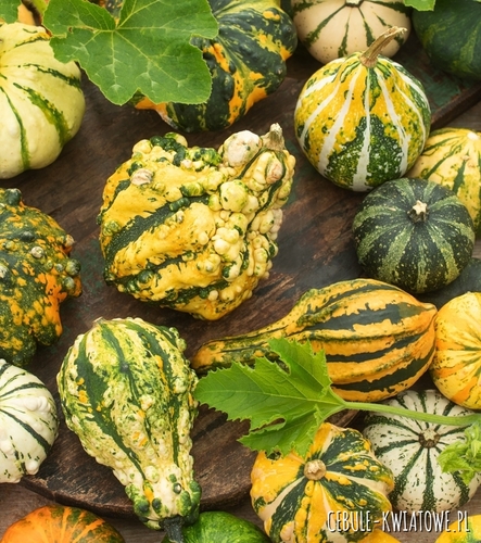 Dynia Ozdobna Autumn Wings Mieszana jednoroczna kształt maczugi