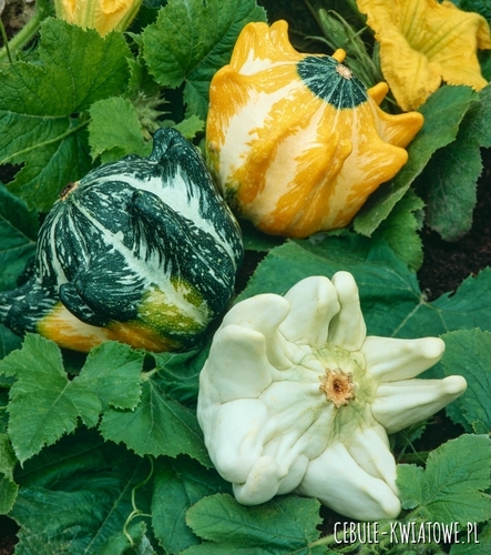 Dynia Ozdobna Korona Cierniowa Mieszana jednoroczna różne kolory