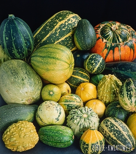 Dynia Ozdobna Mieszana różne kształty i kolory