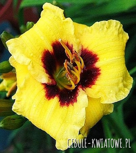 Liliowiec Bumble Bee 1 szt.
