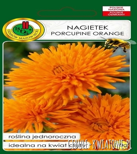 Nagietek Porcupine Orange jeżozwierz miododajny jednoroczny