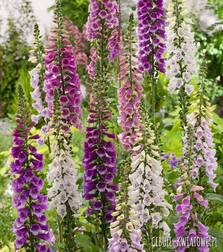 Naparstnica Trwała Gloxiniaeflora Mieszana dwuletnia miododajna