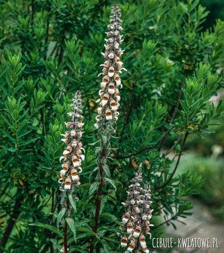 Naparstnica Wełnista dwuletnia miododajna