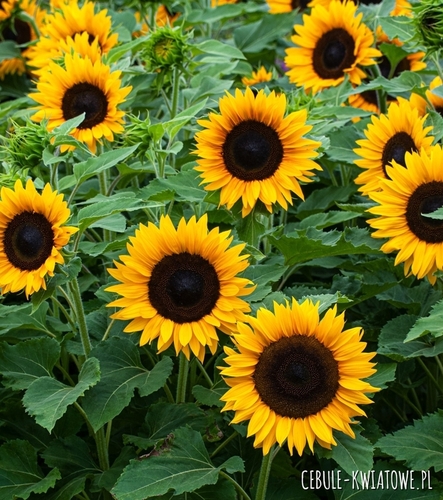 Słonecznik Big Smile F1 20z jednoroczny duży kwiat idealny do doniczek