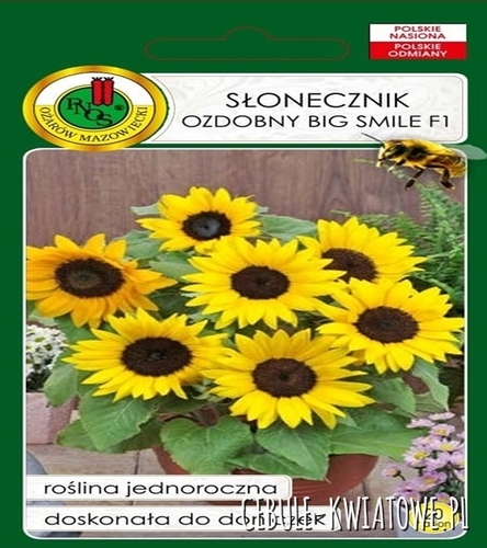 Słonecznik Big Smile F1 20z jednoroczny duży kwiat idealny do doniczek