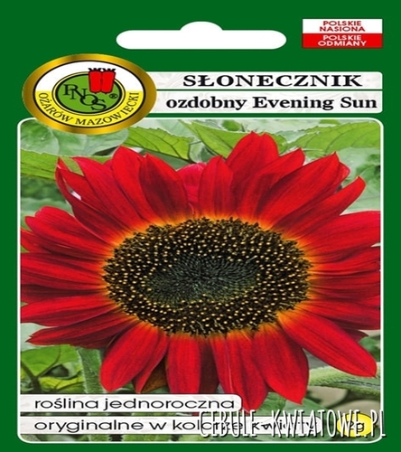 Słonecznik Ozdobny Evening Sun Czerwono-Brązowy jednoroczny oryginalny kolor