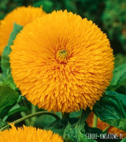 Słonecznik Ozdobny Sonnengold niski żółty jednoroczny pełne kwiaty