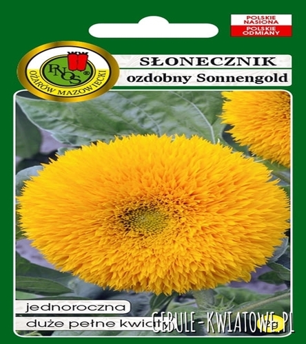 Słonecznik Ozdobny Sonnengold niski żółty jednoroczny pełne kwiaty