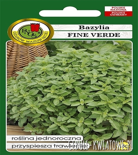 Bazylia Fine Verde jednoroczna lecznicza