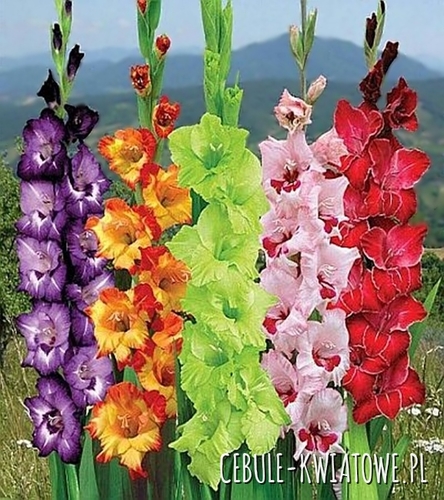 Gladiolus Mieczyk egzotyczny mix 5 szt.