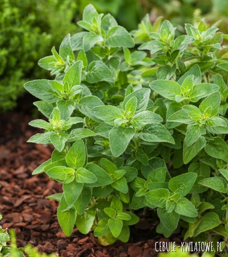 Lebiodka Pospolita Oregano wieloletnia lecznicza idealna do dań włoskich