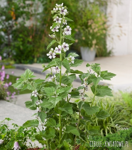 Malwa Prawoślaz wieloletnia na katar