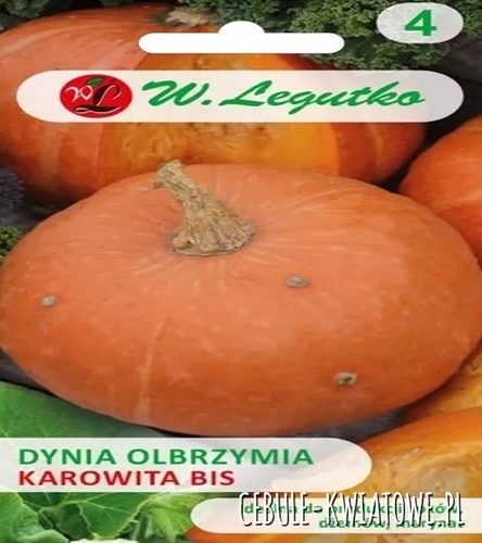 Dynia olbrzymia Karowita Bis - pomarańczowa  owoc ok.3-6 kg idealna na przetwory