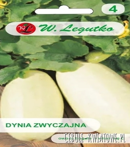 Dynia zwyczajna - cukinia Lungo Bianco - kremowo - biała owoce bogate w witaminę C