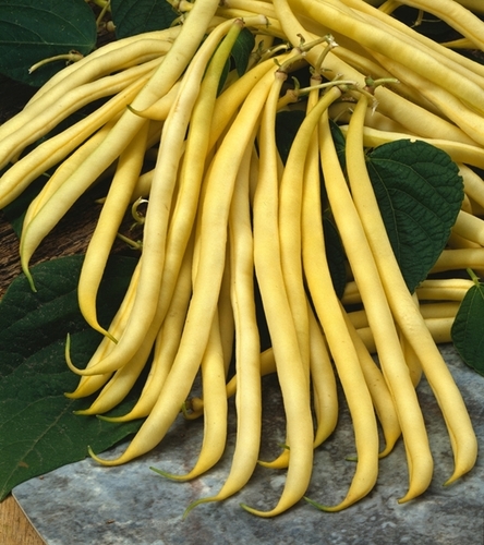 Fasola szparagowa karłowa Goldstern- śr. Wczesna