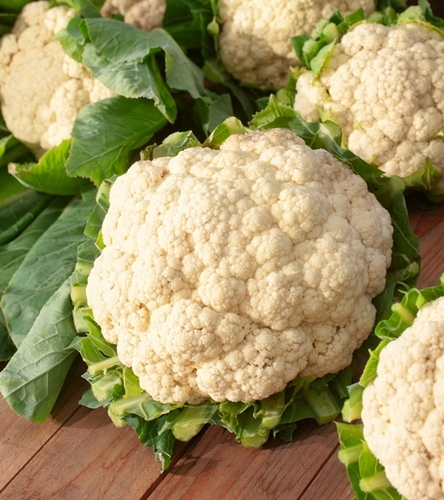 Kalafior Rober - śr. wczesna - róża biała