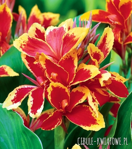 Canna Kanna Paciorecznik Lucifer 1 szt.