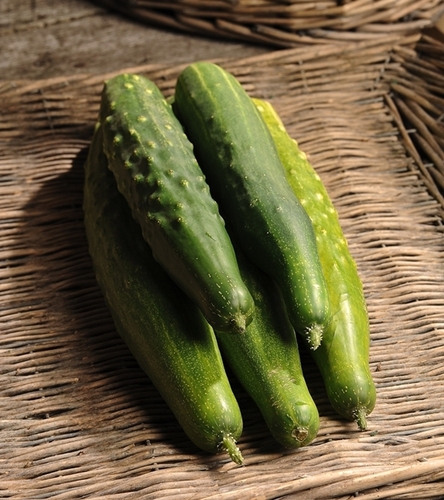 Ogórek gruntowy sałatkowy Longo da China smaczne owoce