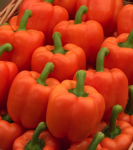 Papryka słodka Rewia - pomarańczowa, typu blok